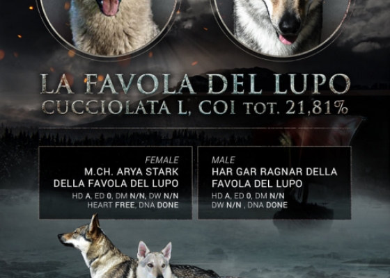 CUCCIOLATA L - Gallery