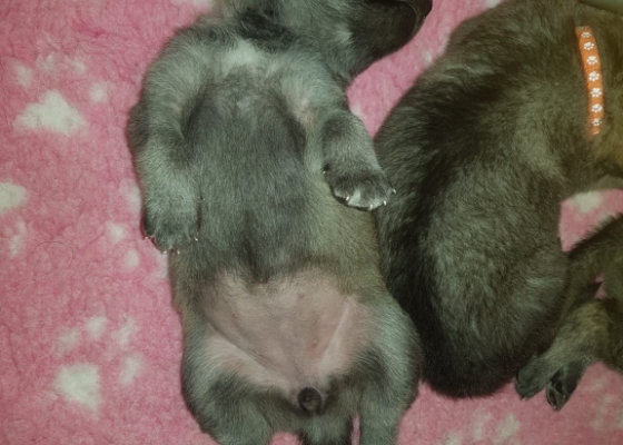 CUCCIOLATA N - Gallery