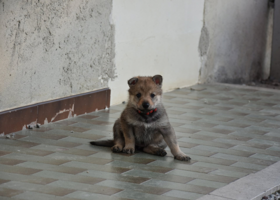 CUCCIOLATA O - Gallery