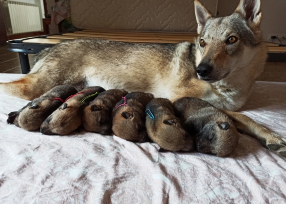 Finalmente sono arrivati i cuccioli di Nym e Arya