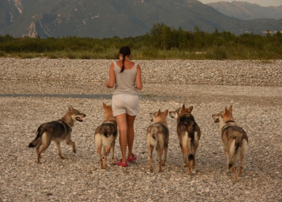 Di quanto "SPAZIO" ha bisogno un cane???