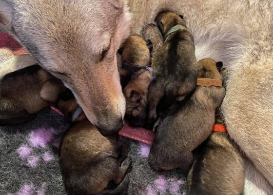 Benvenuti piccoli M-ostriciattoli!!